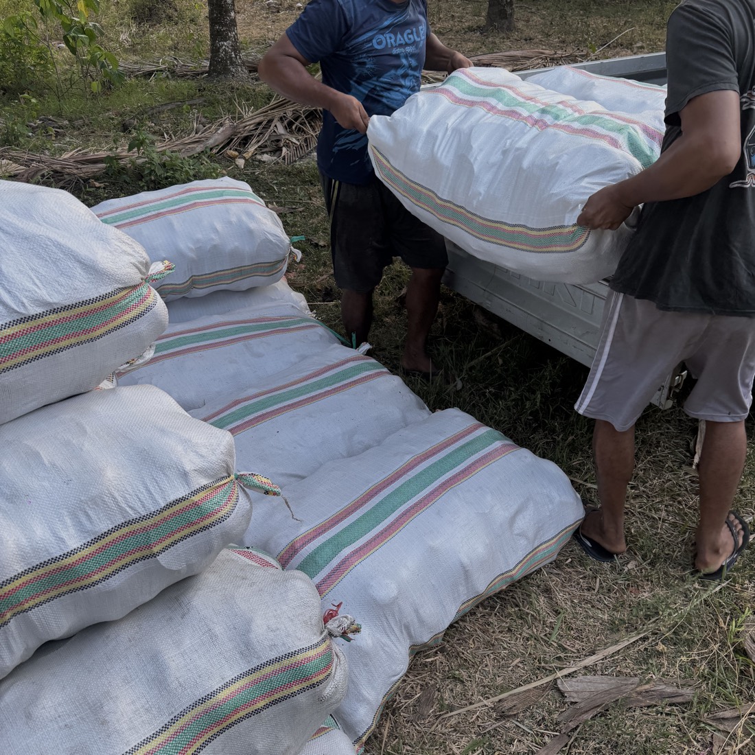 Two workers lifting a filled sack onto a pickup truck beside a stack of harvest sacks in a coconut grove