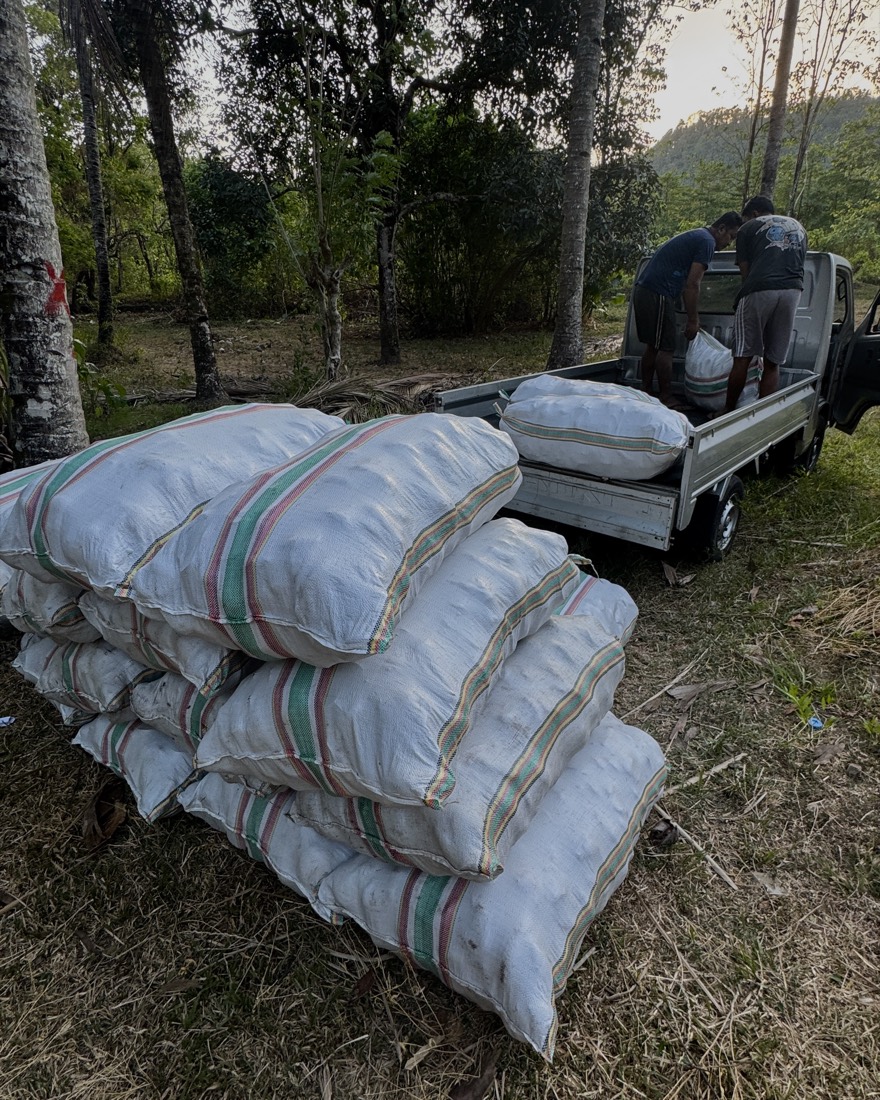 Stacked sacks of harvest on the ground as workers load a pickup truck at the edge of a plantation